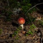 日韩免费高清一级毛片 1rxz78ui1