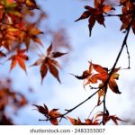 日韩国产亚洲高清在线久草 3g6uvpblg