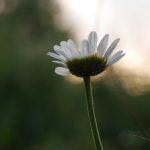 成年轻人电影免费A片 3ljbwptce