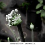 寡妇的批日起又紧水又多 795alur5ps