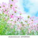 女人和男人啪视频在线观看 c4w7w887e