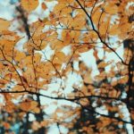 成人午夜影院 efiiy