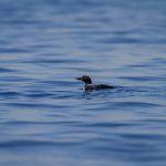 成 人免费视频免费观看 l31rfv2t