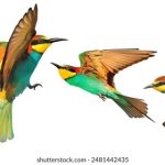 全面解析“91影视”平台:最新影视资源与观看指南 nwz2zv4gyr