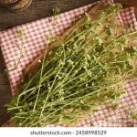 妻子的秘密免费版 ywzf1gpd