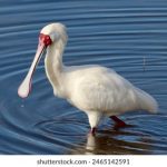 今日星巴克股票价格最新动态与分析 i92l5thned